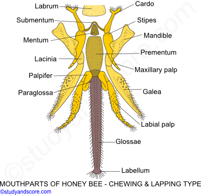 Butterfly mouthparts, cockroach mouthparts, housefly mouthparts, honey bee mouthparts, sponging type, siphoning type, biting chewing type, chewing lapping type